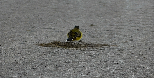 Yellow Wagtail (Motacilla flava) 1