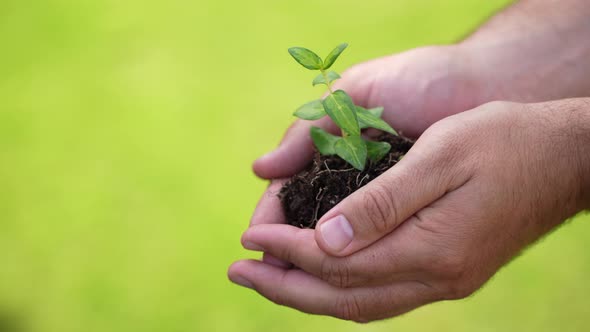 Holding Green Plant in Hands 74