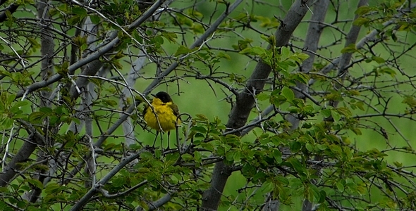 Yellow Wagtail (Motacilla flava) 3