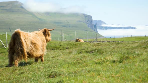 Stunning View of Foggy Trollkonufingur Witches Finger with a Mountain Cow