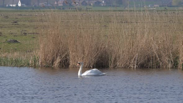 White swan swims in a ditch in the polder of Eemnes in the Netherlands