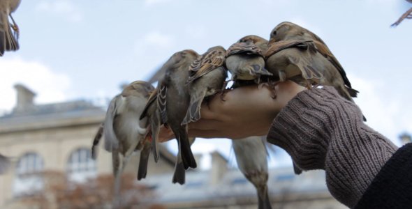 Feeding Sparrows from Hand