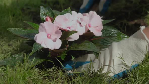 Closeup of Hands Planting Balsam Plant Into Ground