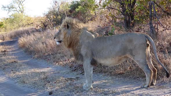 Close full body profile shot of a male lion standing on a path outdoors