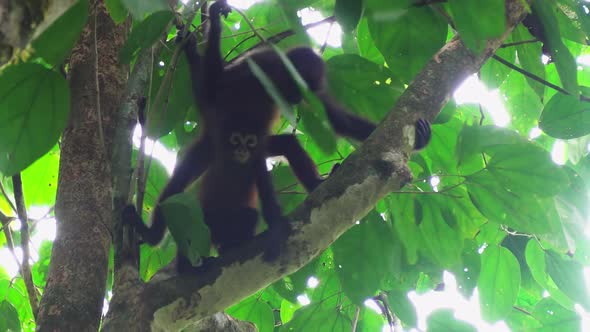 Two playful monkeys climbing around in tree together in Corcovado National Park