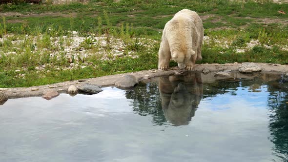 Close View of White Polar Bear Drinking Clean Lake Water