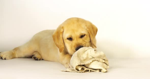 Yellow Labrador Retriever, Puppy Playing with a Dish Towel on White Background, Normandy