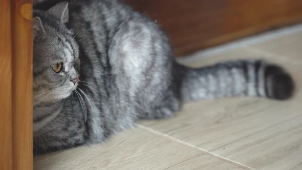 Gray cat lies in ambush and wags its tail