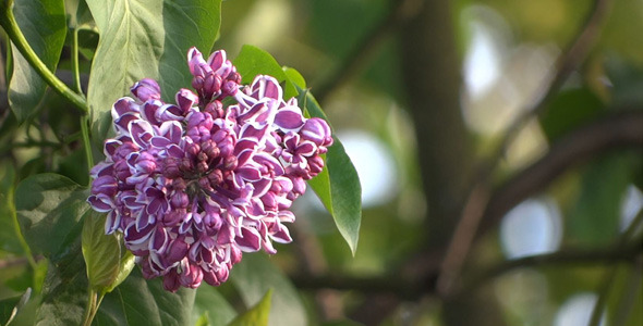 Lilac Flowers - 04