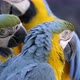 blue and yellow Macaw, Ara ararauna - VideoHive Item for Sale