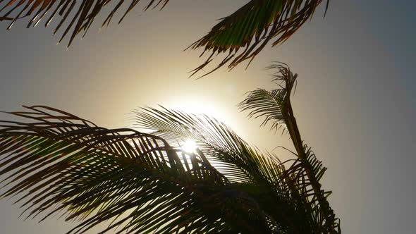 Sun Flare and the Palm Tree