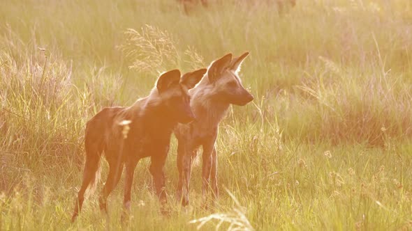 Telephoto shot - Two African Wild Dogs standing in hazy morning sunlight in the Okavango Delta in Bo