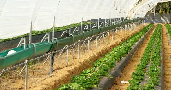 Strawberry farm in greenhouse 4k