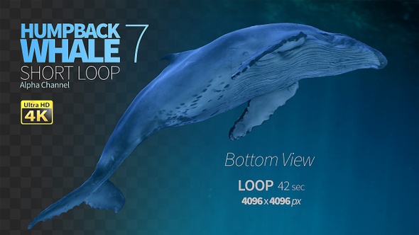 Humpback Whale 7