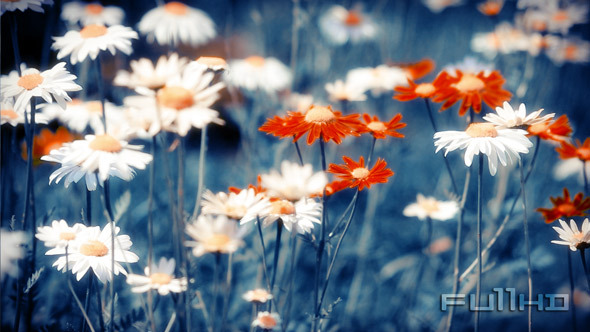 Camomile Flowers