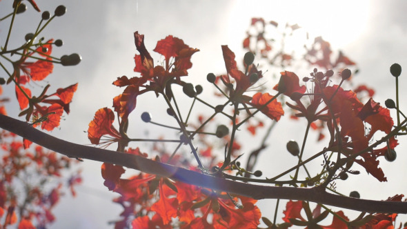 Red Flowers Blossoming alt