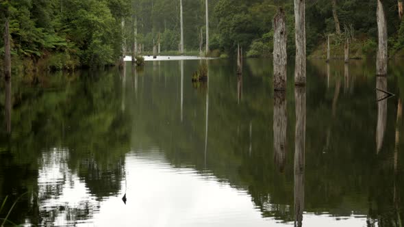 Beautiful Lake Elizabeth located in the Otway Ranges Rain Forest National Park, Victoria Australia.