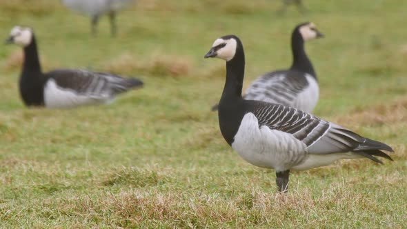 Barnacle goose close-up in a field of short grass at the Caerlaverock Wetland Centre, South West Sco