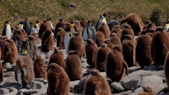 King Penguins On South Georgia Island