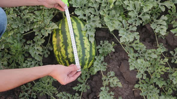 Farmer Measuring a Watermelon, Close-up