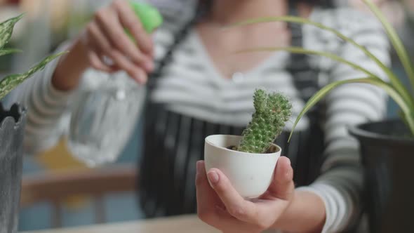 Close Up Of Woman's Hands Holding And Watering Cactus Plant At Home