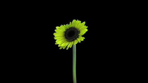 Time-lapse of growing and opening yellow gerbera flower