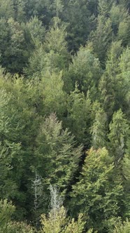 Aerial View of Trees in the Forest