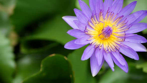 Floating Water Lilies in Pond. From Above of Green Leaves with Violet Water Lily Flowers Floating in
