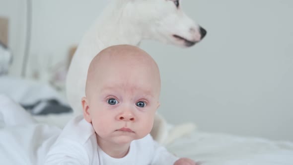 portrait of kid and dog jack russell terrier