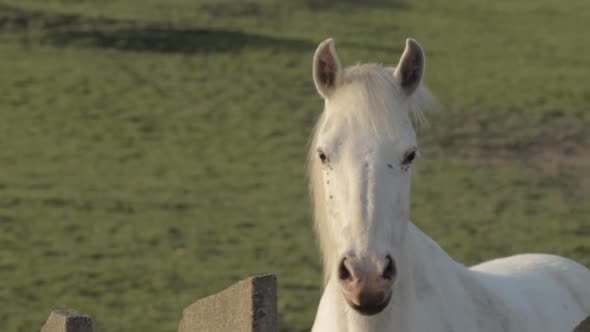 White horse looks over fence