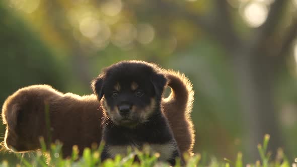 Two adorable rottweiler puppies in the grass during golden hour. Portrait