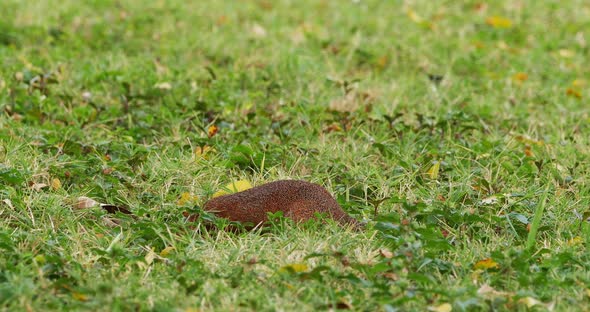 Unstriped Ground Squirrel, xerus rutilus, Adult Eating, Tsavo Parc in Kenya, Real Time 4K