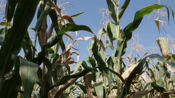 Tilting on corn Zea mays plant close-up 4K video