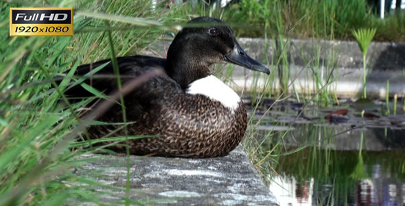 Wild Duck 1