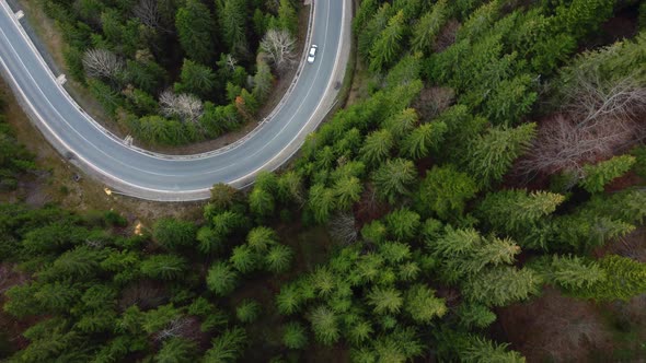 Drone Aerial Shot of Flying Over Spruce Conifer Treetops and Road