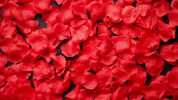 Background of Beautiful Red Rose Petals. Top View