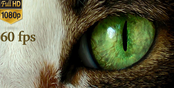 Cat Eye