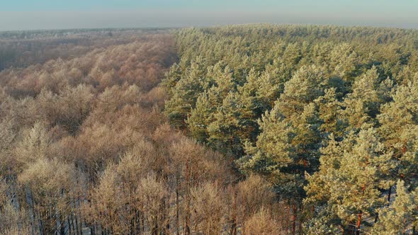 Aerial View Of Deciduous Trees Without Foliage Leaves And Pines Forest In Landscape