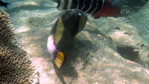 Underwater Video of Titan Triggerfish or Balistoides Viridescens in Gulf of Thailand