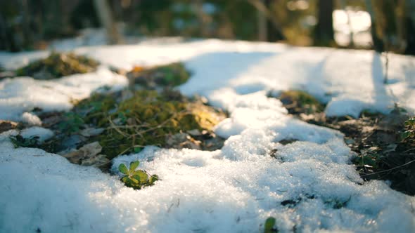 Closeup of sunlit moss covered in snow, in the forests of Scandinavia - dolly view