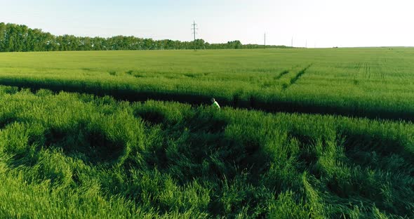 Aerial View on Young Boy, That Rides a Bicycle Thru a Wheat Grass Field on the Old Rural Road