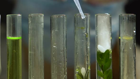 Lab Biologist Adding Liquid Into Test Tube With Plant Sample, Gmo Experiment