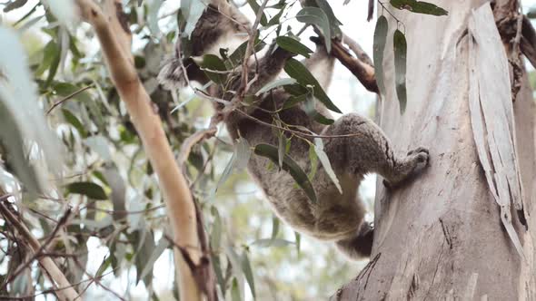 Cute Koala Bear in Queensland Australia Sitting in Eucalyptus Tree