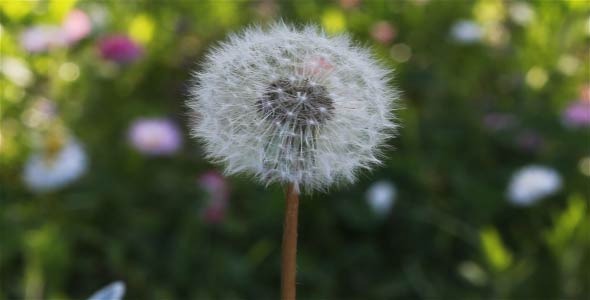 Lonely Dandelion (2 in 1)