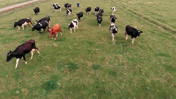 Aerial View Herd Cows Grazing on Green Summer Meadow. Black and White Cows in Grassy Field on Bright