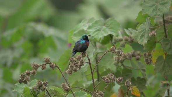 Colorful bird on a twig