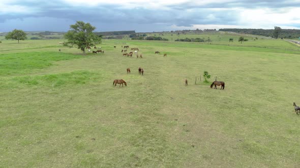 Horse herd on the pasture