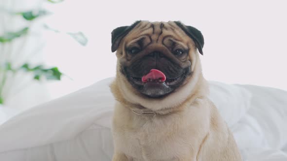 Cute pug dog breed lying on blanket on white bed in bedroom smile with funny face