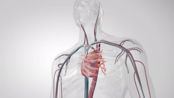 The cardiovascular system.3D medical animation beating heart