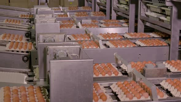 Chicken Egg Moves on the Conveyor at the Poultry Farm